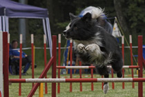 Agility