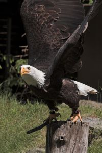 Seeadler