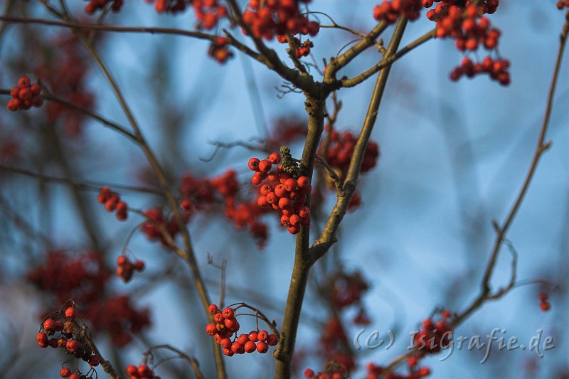 IMG_0938-01.jpg - Vogelbeeren in der Herbstsonne