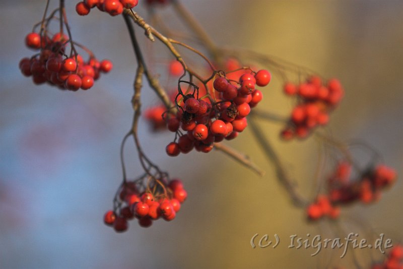 IMG_0940-01.jpg - Vogelbeeren in der Herbstsonne