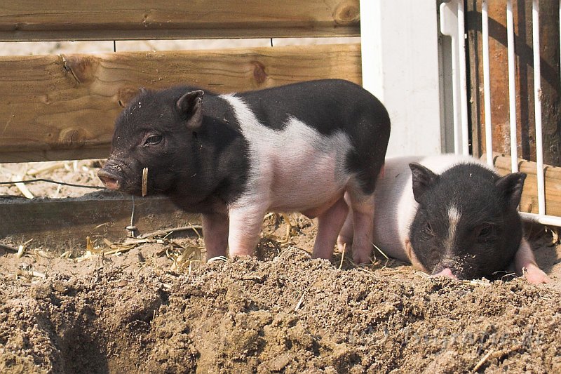 CRW_8459-02.jpg - Ferkel in Meerschweinchengröße