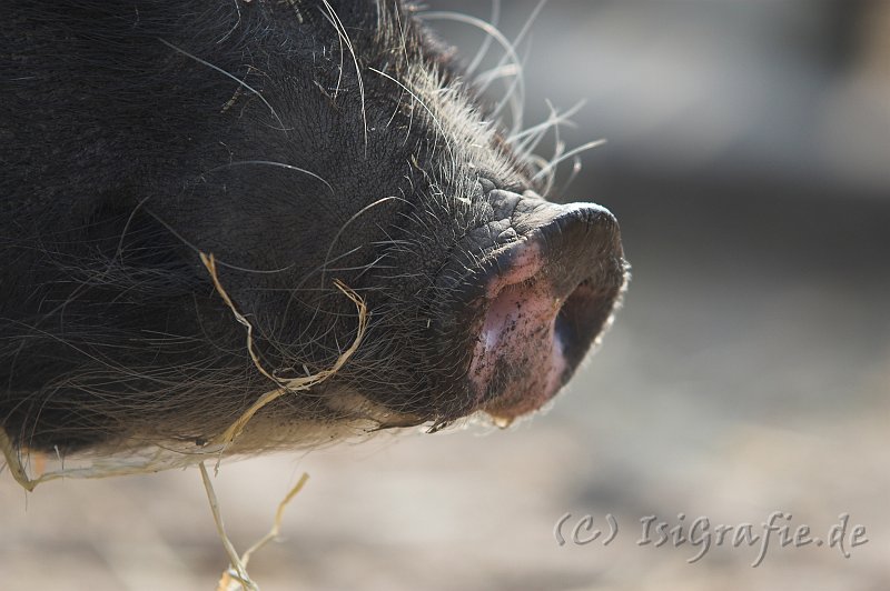 IMG_2139-01.jpg - Zwergschwein Ronnie