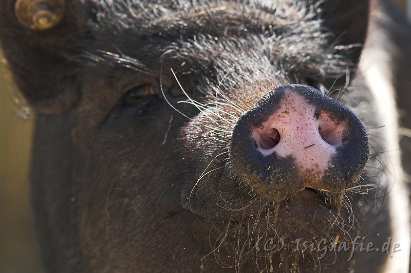 IMG_2852-01.jpg - Zwergschwein Rosalie