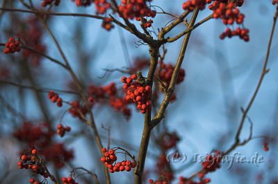 IMG_0938-01.jpg - Vogelbeeren in der Herbstsonne