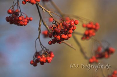 IMG_0940-01.jpg - Vogelbeeren in der Herbstsonne