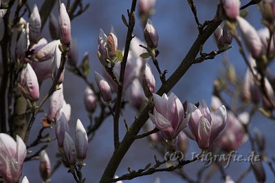 IMG_1877-01.jpg - Magnolie