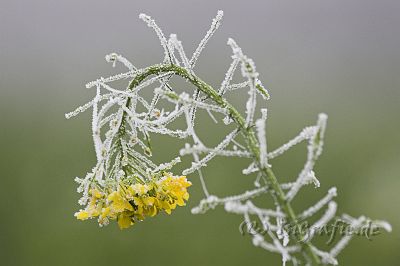 IMG_3086-01.jpg - Eisblume