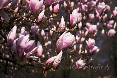 IMG_7055-01.jpg - Magnolie