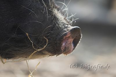 IMG_2139-01.jpg - Zwergschwein Ronnie