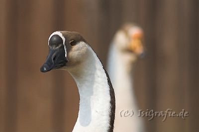 IMG_2142-01.jpg - Höckergänse
