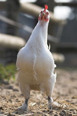 IMG_2150-01.jpg - Huhn