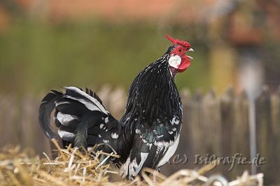 IMG_2193-01.jpg - Hahn
