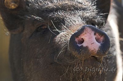 IMG_2852-01.jpg - Zwergschwein Rosalie