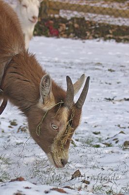 IMG_7111.JPG - Lucy
