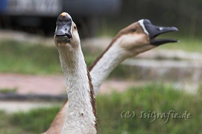 IMG_8534-01.jpg - Höckergänse