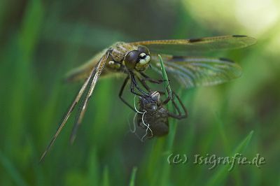 IMG_1241-01.jpg - Libelle und Larve