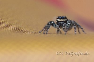 IMG_2466-01.jpg - Schau mir in die Augen, Kleines - Rindenspringspinne