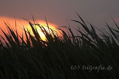 IMG_8628-01.jpg