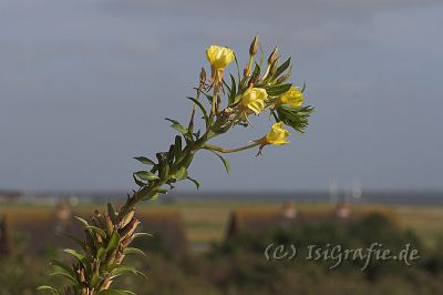 IMG_0831-01.jpg - Ausblick