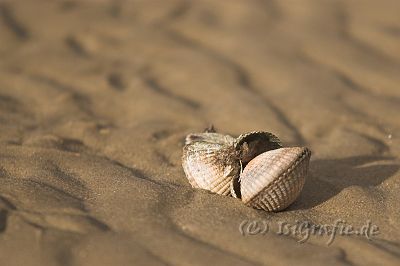 IMG_1007-01.jpg - Muscheln