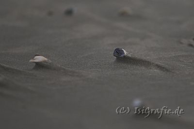 IMG_1020-01.jpg - Muscheln
