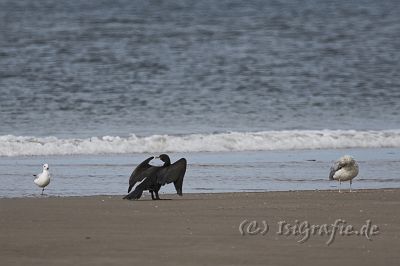 IMG_3944-01.jpg - Kormoran