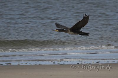 IMG_3946-01.jpg - Kormoran