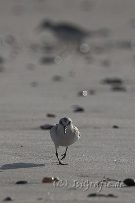 IMG_4670-01.jpg - Strandläufer