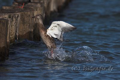 IMG_6786-01.jpg