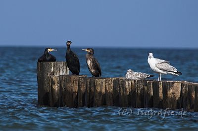 IMG_6802-01.jpg - Ostsee am Darß - Kormorane und Möwen