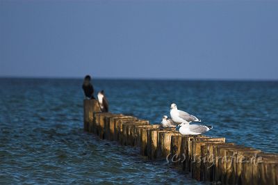 IMG_7642-01.jpg - Ostsee am Darß - Kormorane und Möwen
