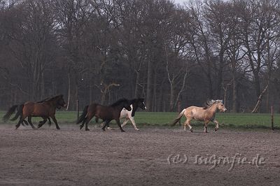 IMG_1536-01.jpg - Luna verfolgt von den Jungs ...