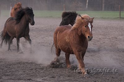 IMG_1571-01.jpg - ... oder sowas ähnliches