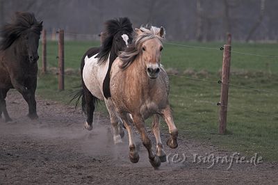 IMG_1625-01.jpg - Luna, Kilian und Gleipnir