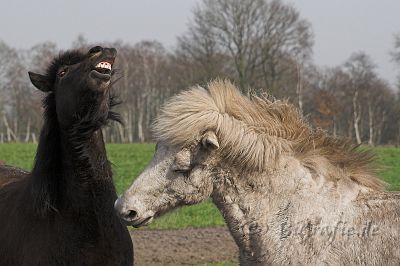 IMG_1853-01.jpg - Kongur und Glampi