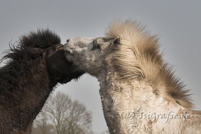 IMG_1858.jpg - Kongur und Glampi