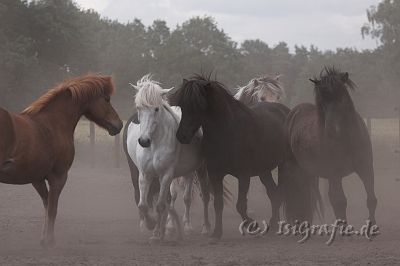 IMG_3719-01.jpg - Klara, Haera, Gleipnir und Skati