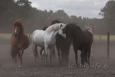 IMG_3720-01.jpg - Klara, Haera, Skati und Luna