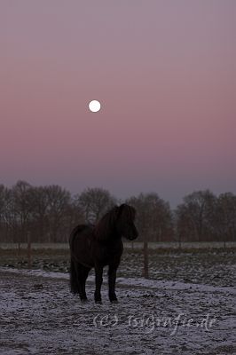 IMG_0762-01.jpg - Gleipnir
