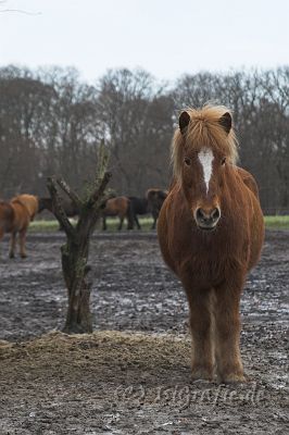 IMG_1236-01.jpg - Hnokki