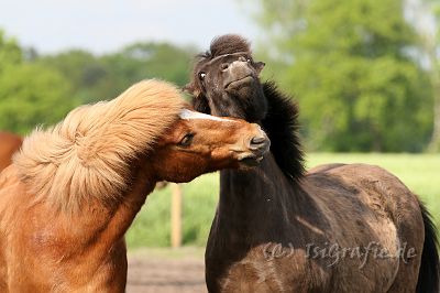 IMG_1347.JPG - Hnokki und Silfri