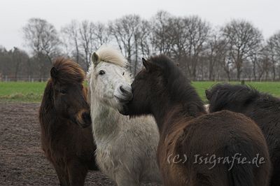 IMG_1402-01.jpg - Barki, Glampi und Hugur