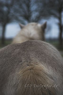 IMG_1460-01.jpg - Somi