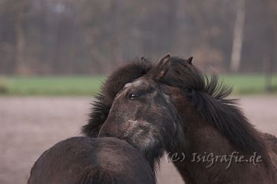 IMG_1534-01.jpg - Silfri (und Skati)