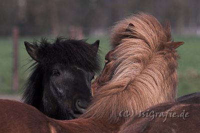 IMG_1838-01.jpg - Skati und Hnokki