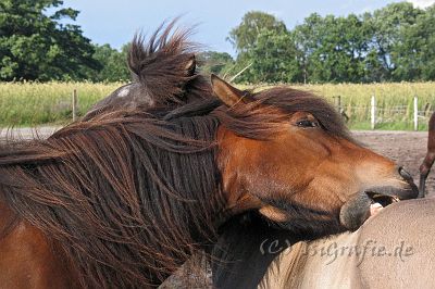 IMG_3165.JPG - Freydis