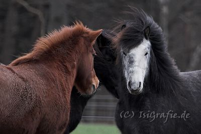 IMG_7376-01.jpg - Klara und Gisli