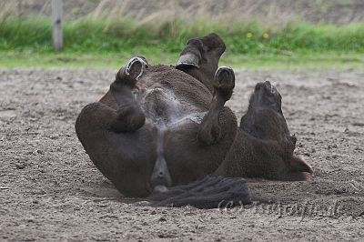 IMG_9566-01.jpg - Silfri