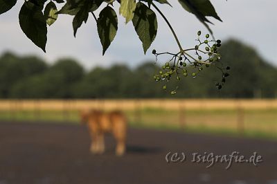 IMG_9580-01.jpg - Hnokki