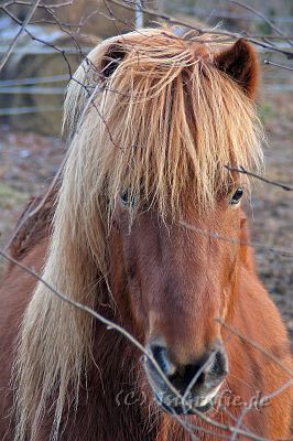 IMG_4695.JPG - Andvari